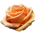 Shukrany Roses d'Equateur Ethiflora